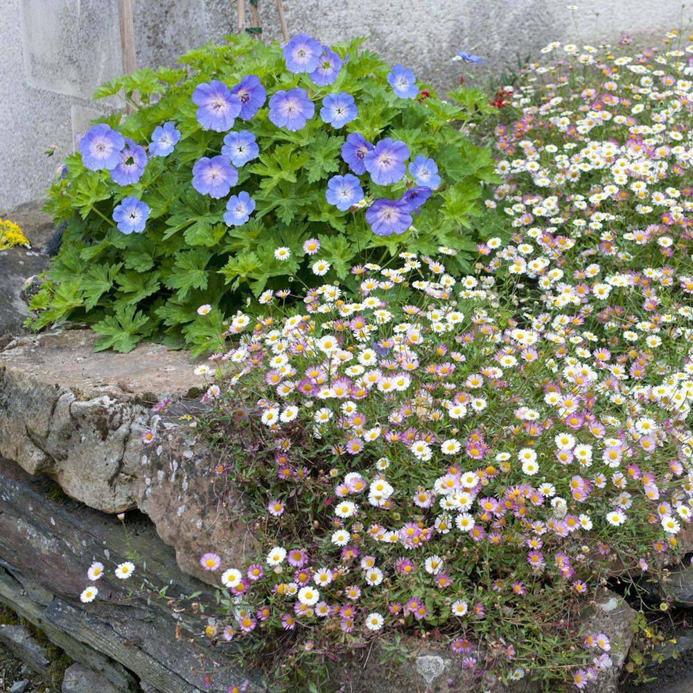 Erigeron karvinskianus - Image 10
