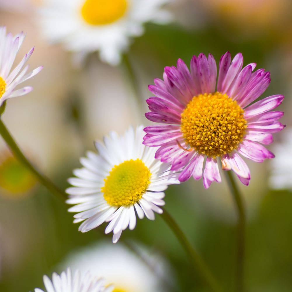 Erigeron karvinskianus - Image 12