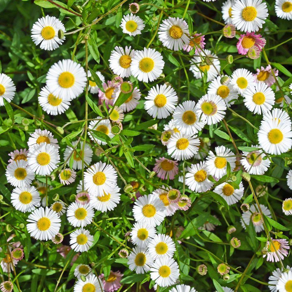 Erigeron karvinskianus - Image 9