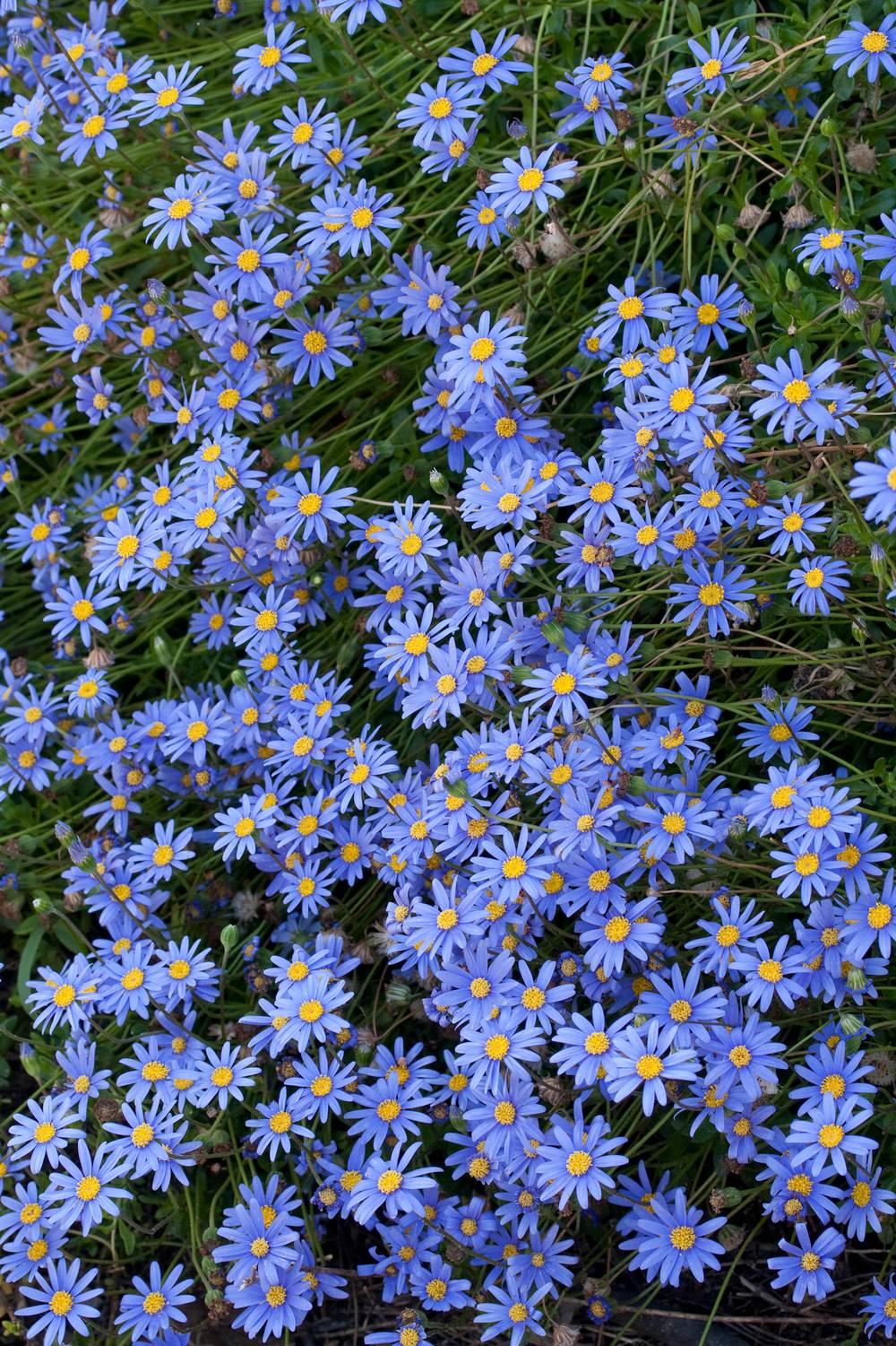 Felicia amelloides  - Marguerite du Cap