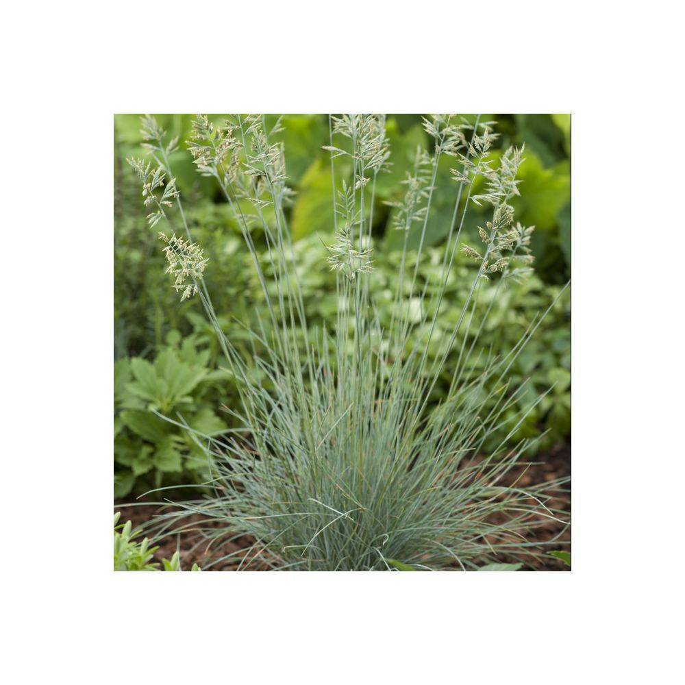 Festuca glauca 'Elijah Blue' - Graminée Fétuque bleue