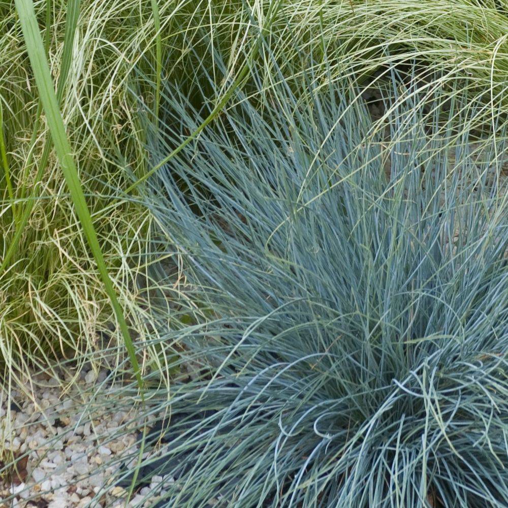 Festuca glauca 'Elijah Blue' - Graminée Fétuque bleue - Image 3
