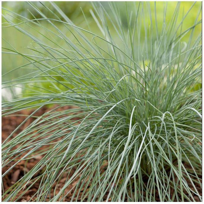 Festuca glauca 'Elijah Blue' - Graminée Fétuque bleue - Image 7