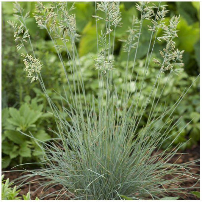 Festuca glauca 'Elijah Blue' - Graminée Fétuque bleue - Image 5