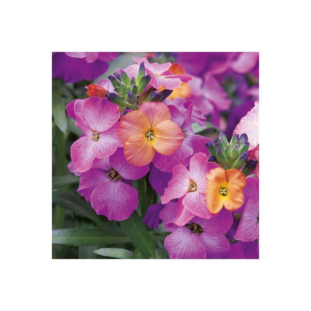 Erysimum 'Winter Orchid' - Giroflée - Image 1