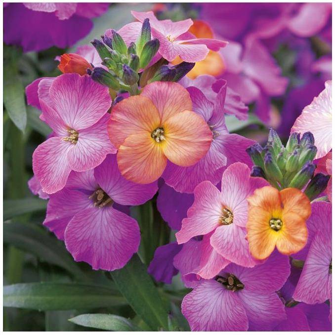 Erysimum 'Winter Orchid' - Giroflée - Image 3