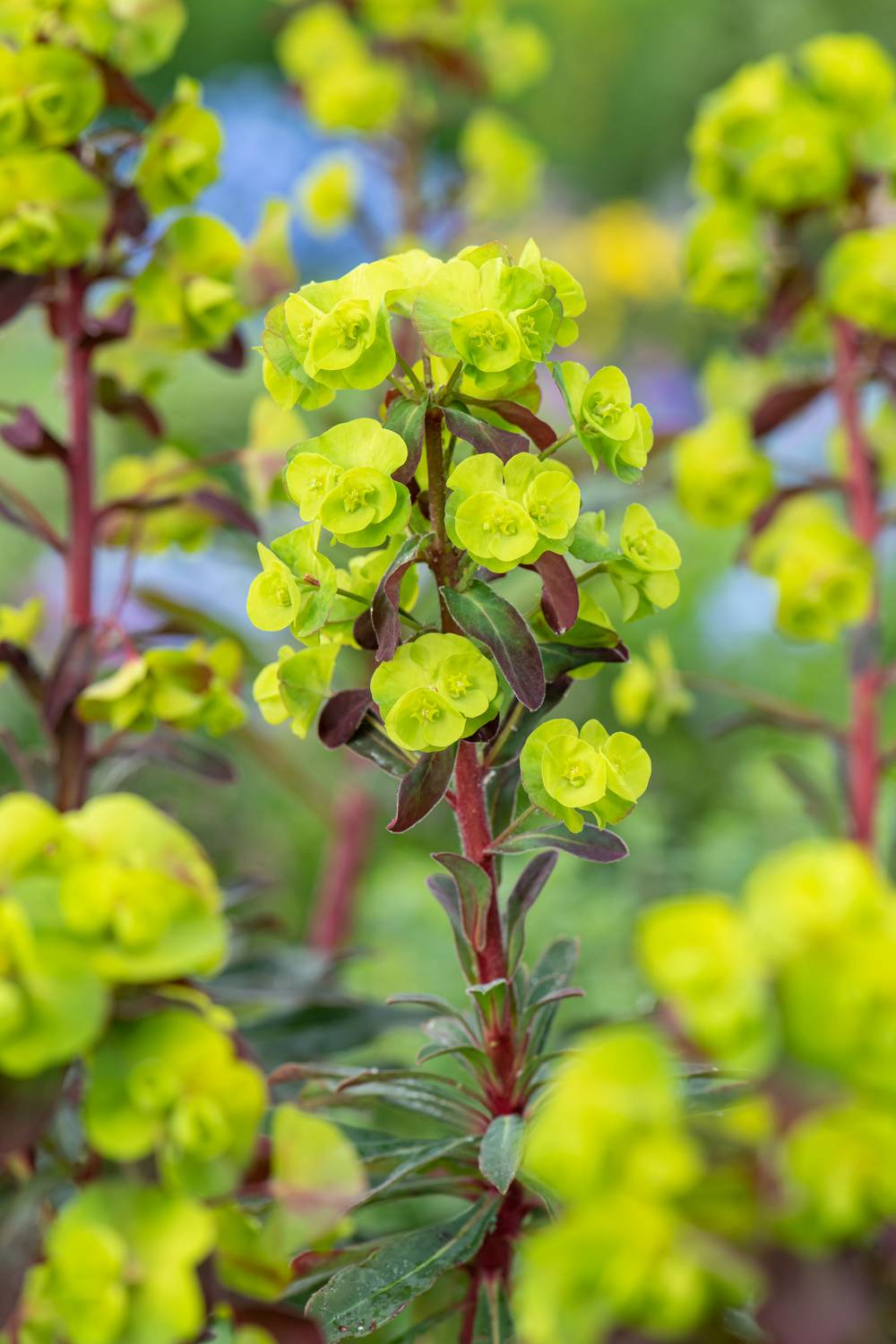 Euphorbia amygdaloides 'Purpurea' - Euphorbe vivace