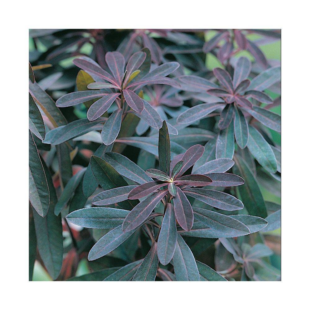 Euphorbia amygdaloides 'Purpurea' - Euphorbe vivace - Image 3