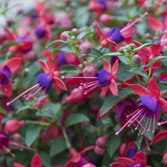 Fuchsia 'Tom Thumb' - Image 1