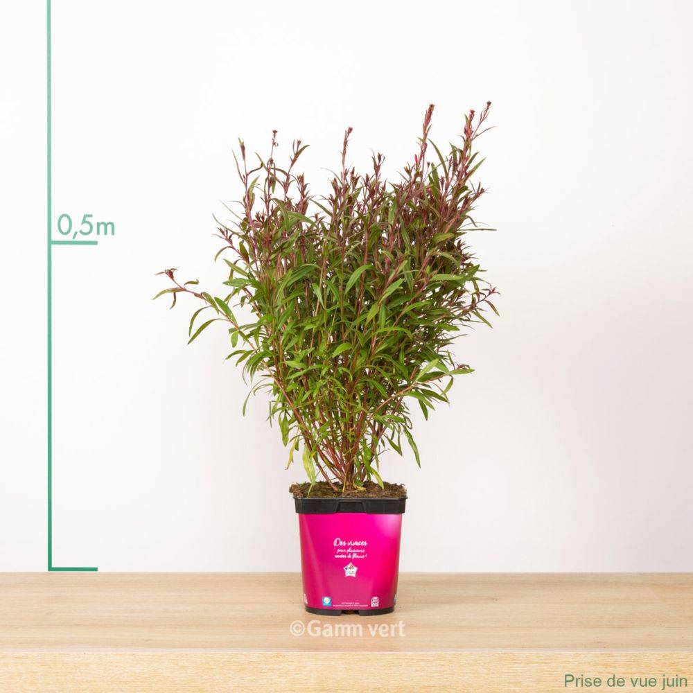 Gaura lindheimeri 'Siskiyou Pink' - Image 4