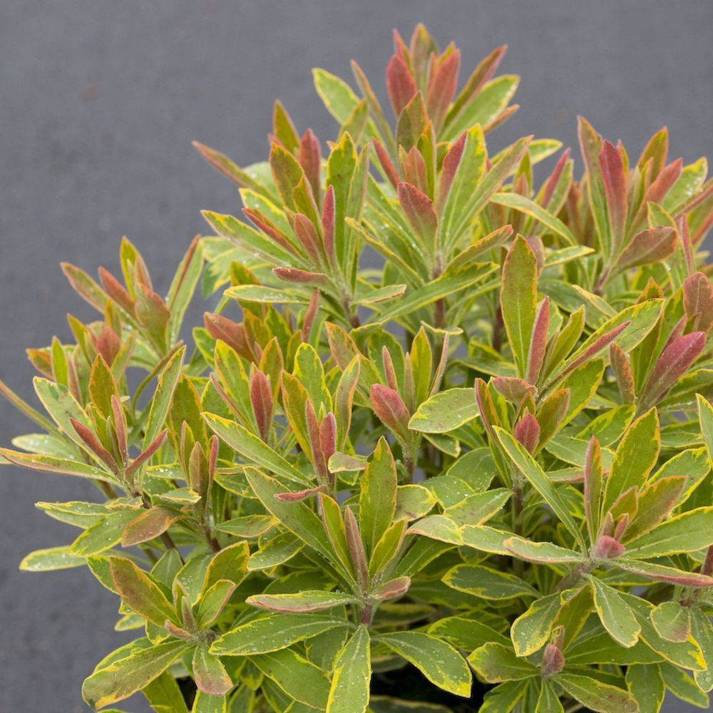 Chamelaucium uncinatum - Wax-flower - Image 1
