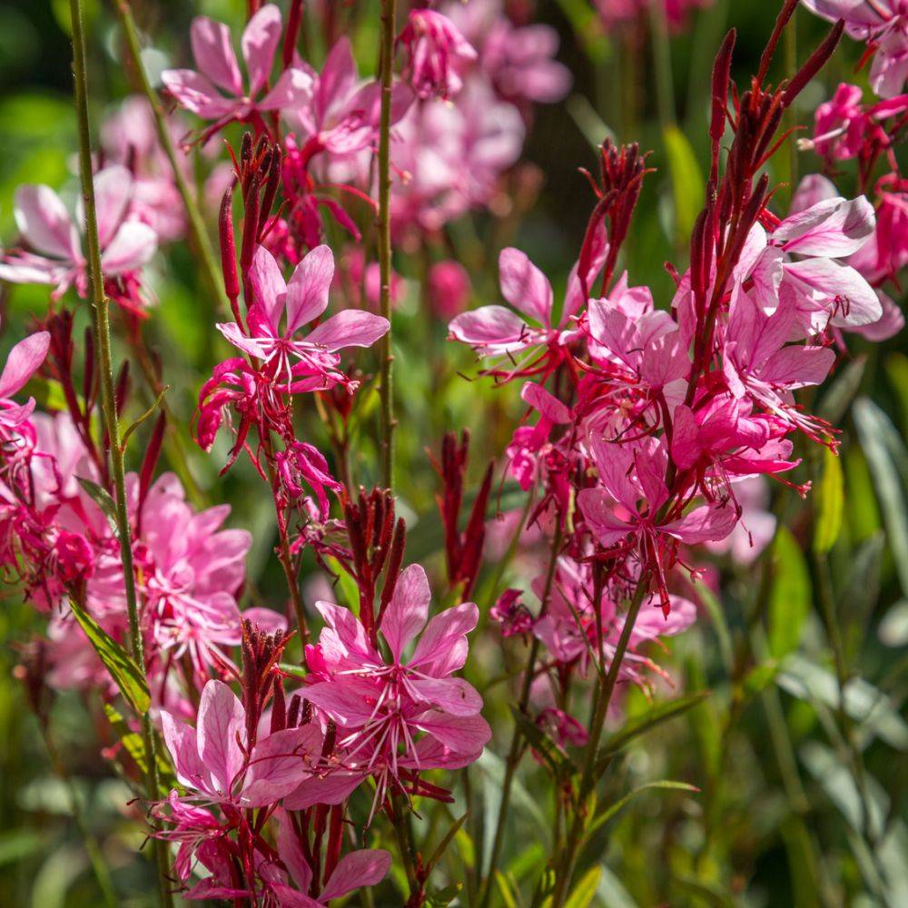 Gaura lindheimeri 'Gaudi Red' - Image 2