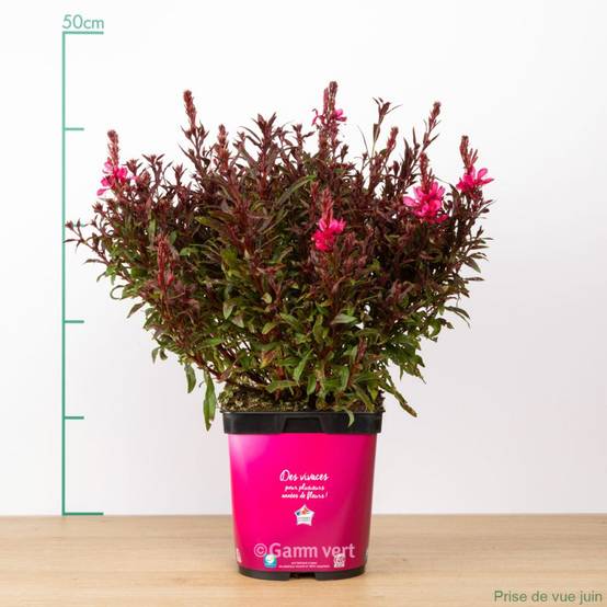 Gaura lindheimeri 'Gaudi Red' - Image 3