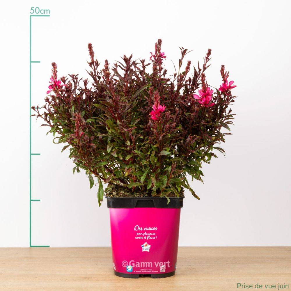 Gaura lindheimeri 'Gaudi Red' - Image 3