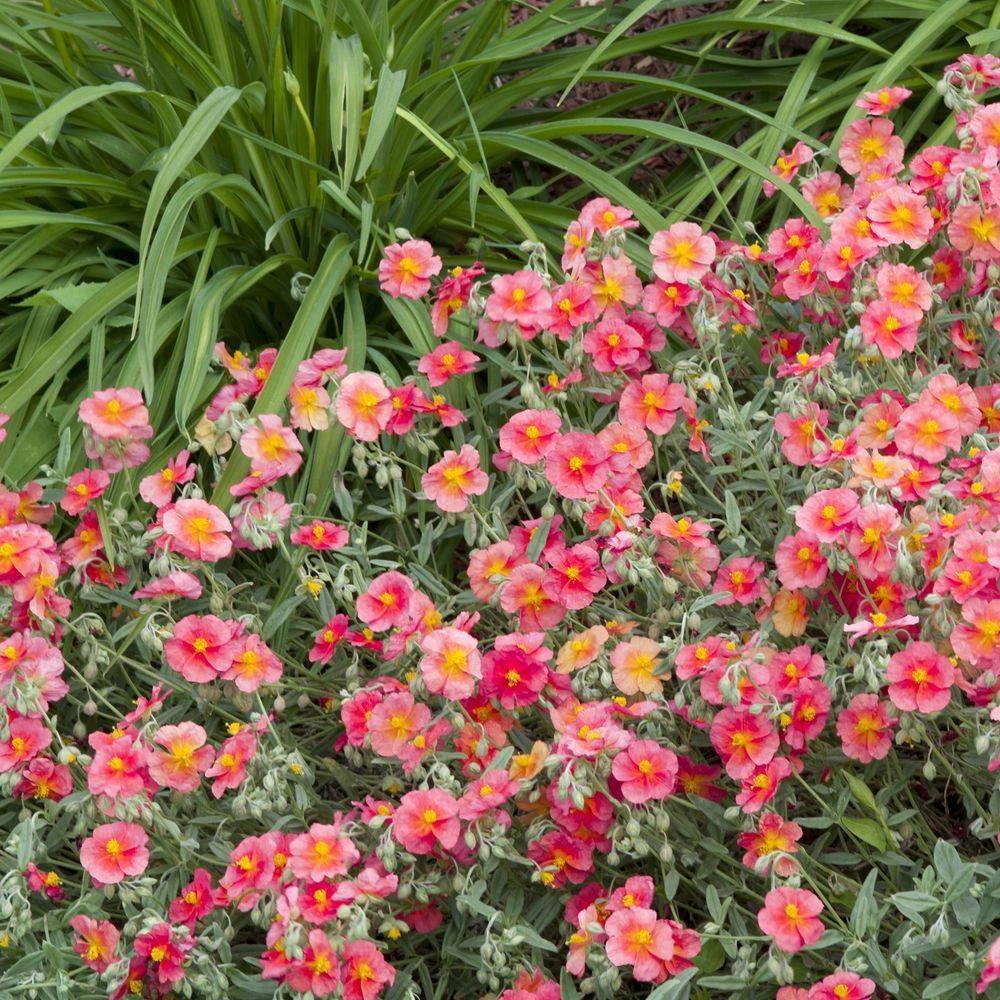 Helianthemum ben hope - Image 1