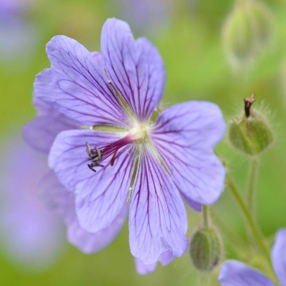 Géranium renardii 'Philippe Vapelle' - Géranium vivace - Image 2