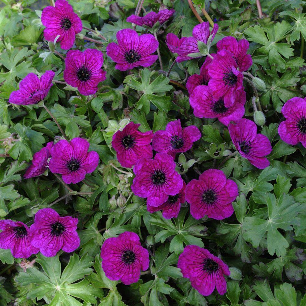 Géranium cinereum 'Splendens' - Géranium vivace - Image 1