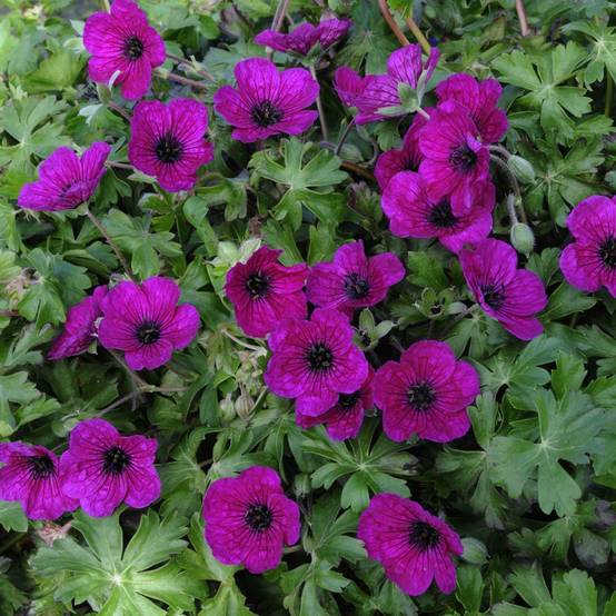 Géranium cinereum 'Splendens' - Géranium vivace - Image 2
