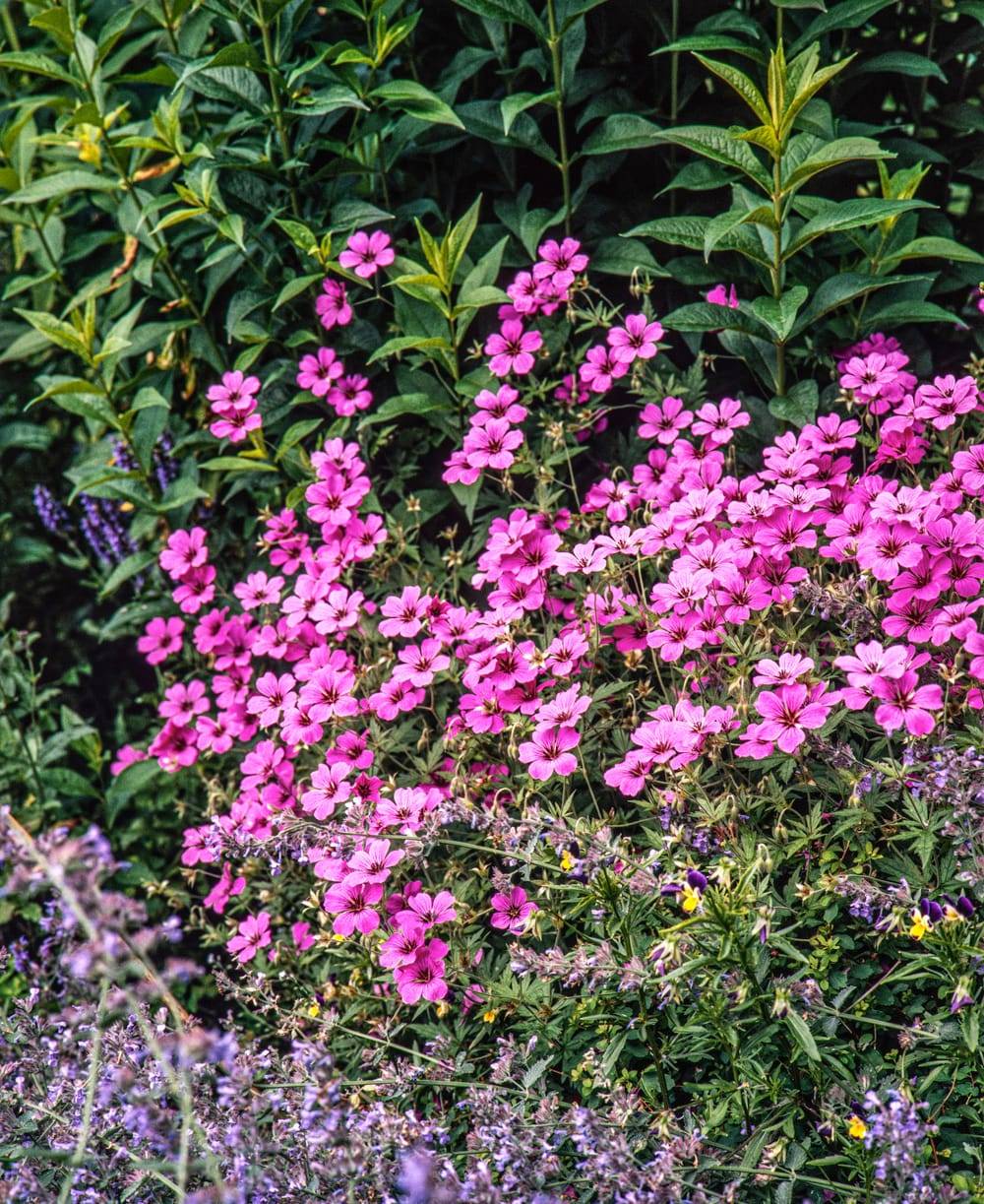 Géranium cinereum 'Sateene' - Géranium vivace