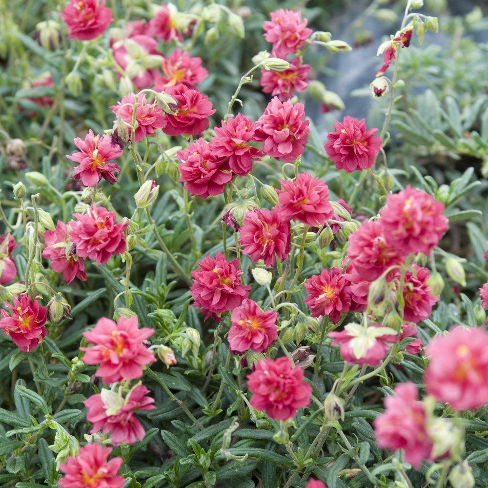 Helianthemum 'Cerise Queen' - Helianthème - Image 3
