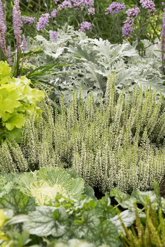 Heuchera Peppermint - Théma: les graphiques - Heuchère