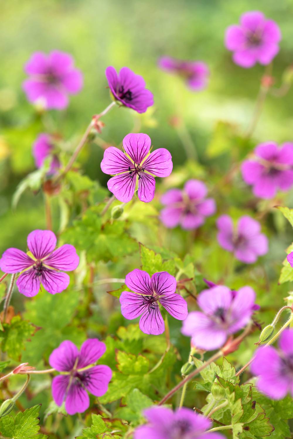 Géranium 'Pink Penny' - Géranium vivace