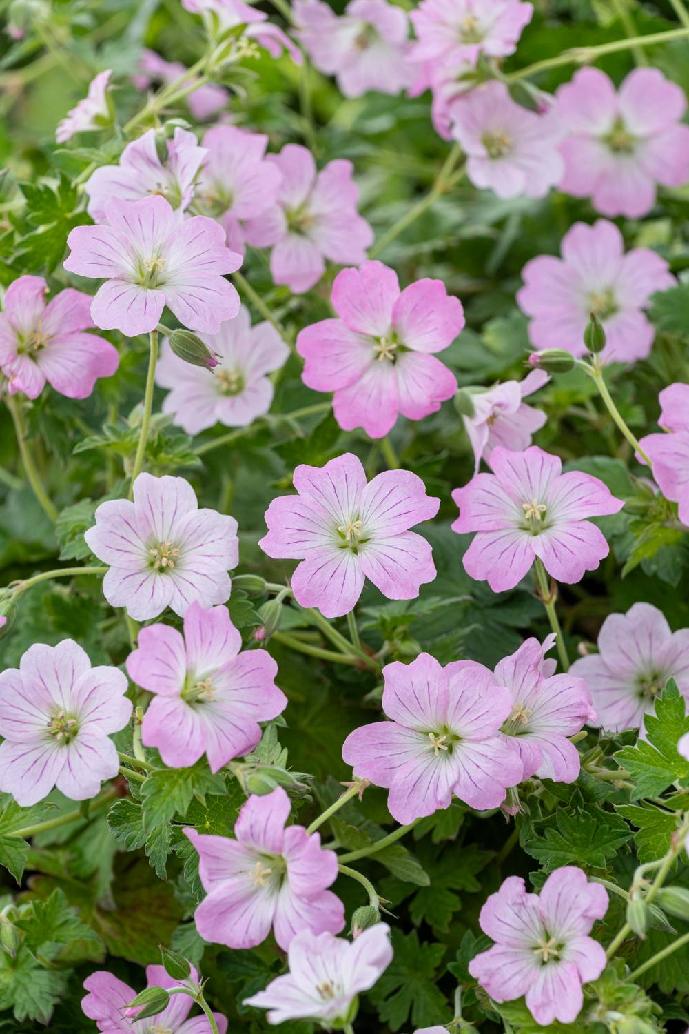 Géranium 'Dreamland' - Géranium vivace