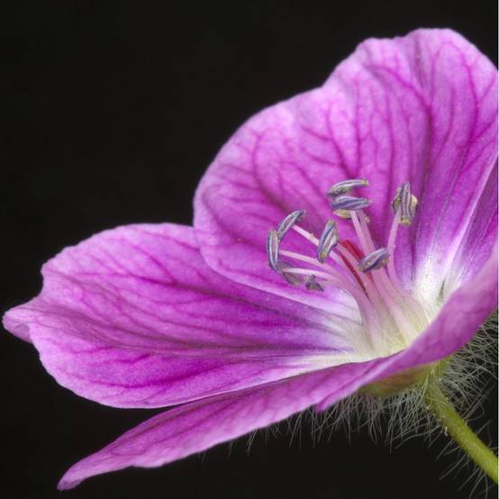 Géranium sanguineum 'Elke' - Géranium vivace - Image 2