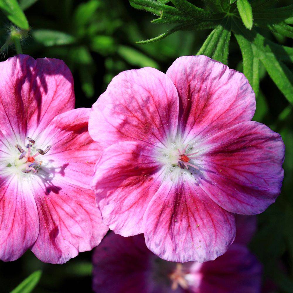 Géranium sanguineum 'Elke' - Géranium vivace - Image 1
