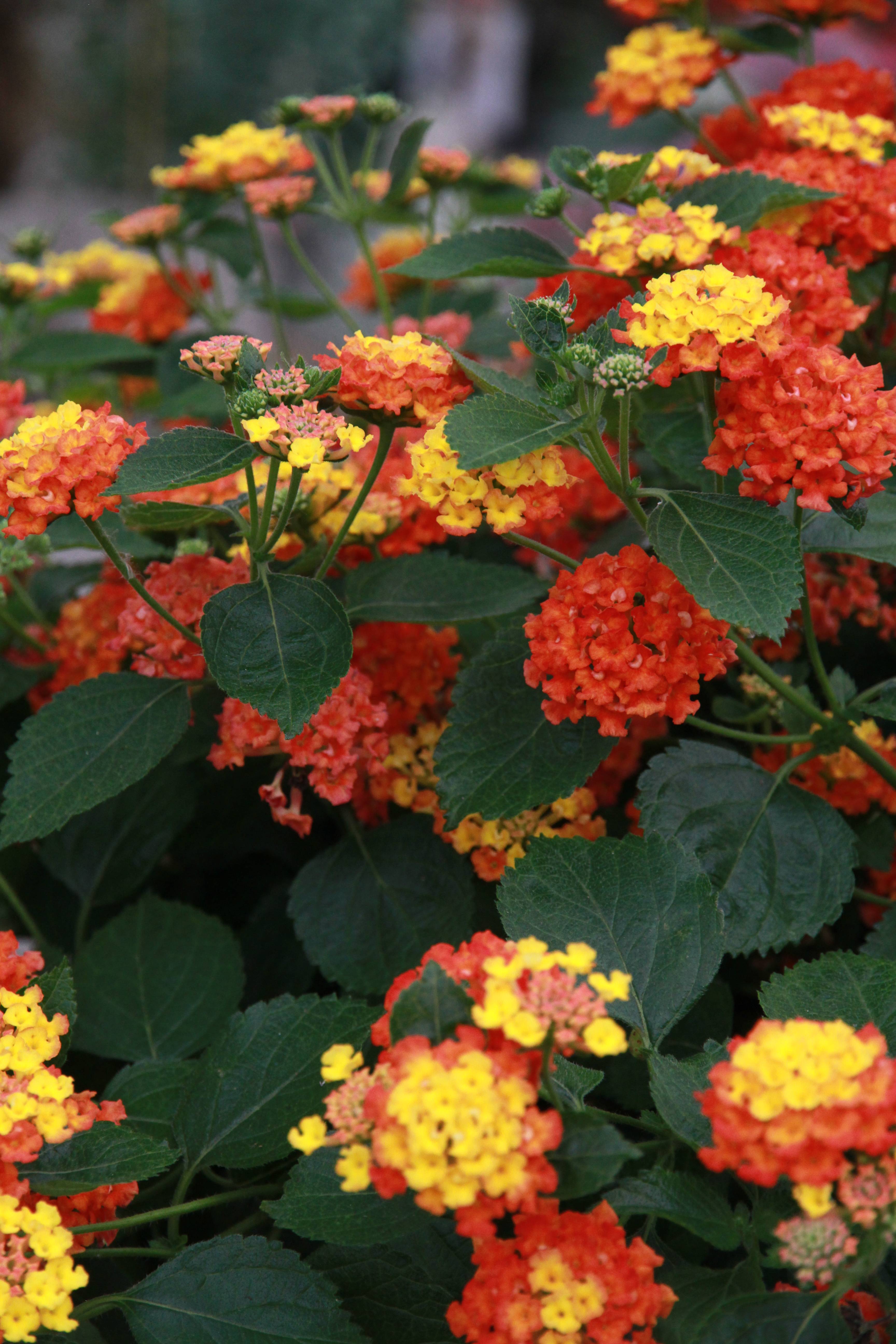 Lantana camara - Lantanier - Imagen 1