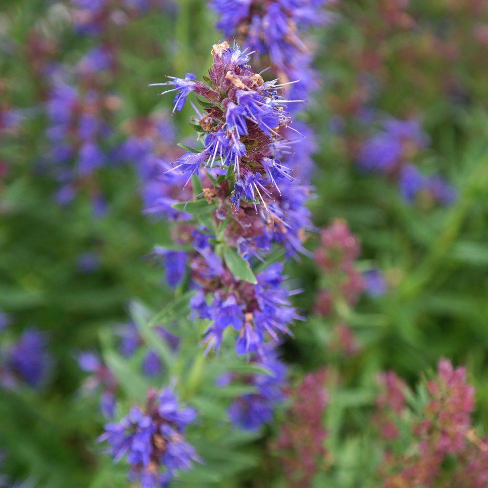 Hysope officinale - Prêt à consommer - Image 3