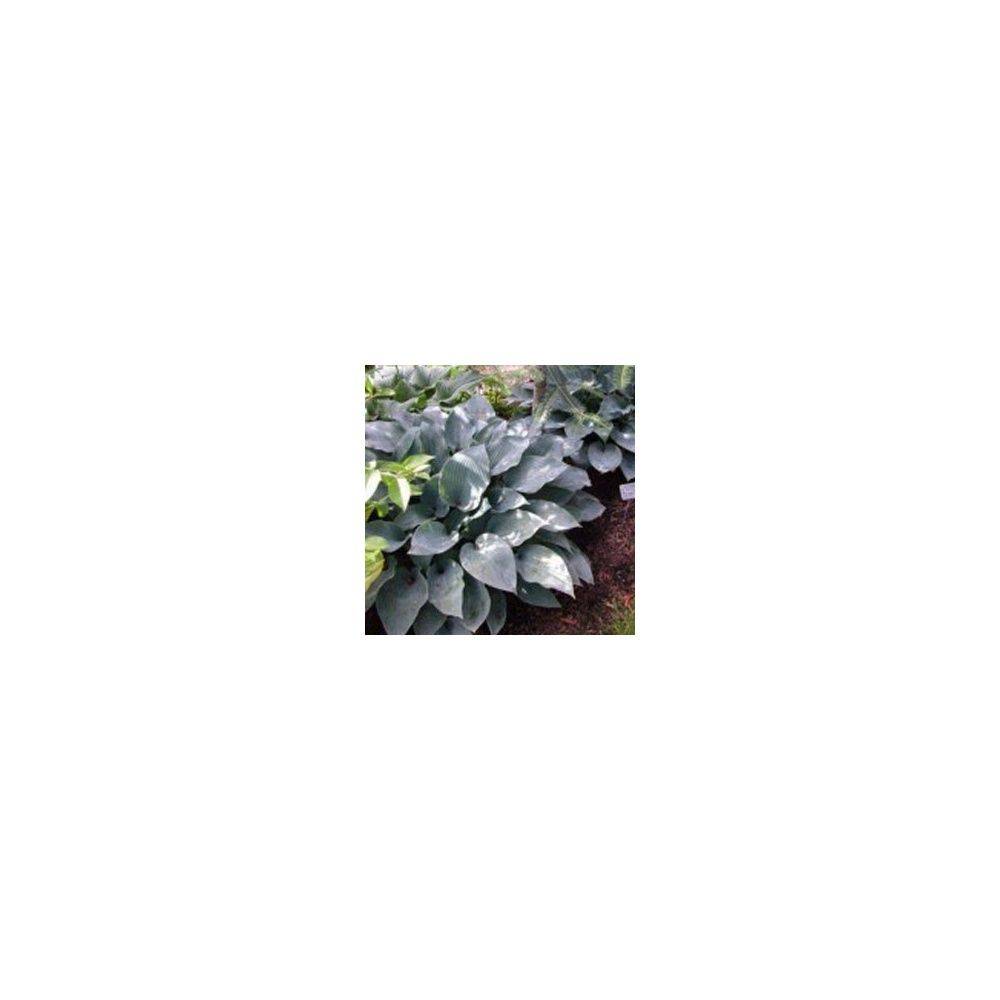 Hosta sieboldiana 'Elegans'