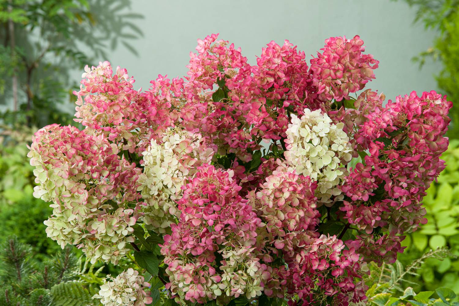 Hydrangea paniculata 'Sundae Fraise'® - Hortensia paniculé