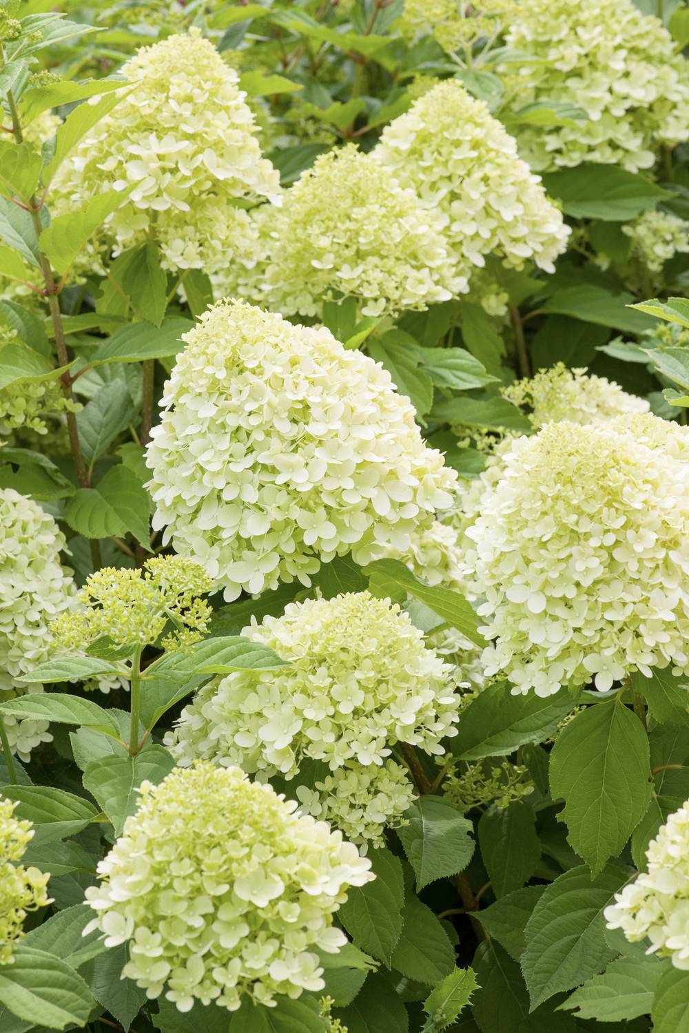 HYDRANGEA paniculata 'Limelight' 40/50 C4L