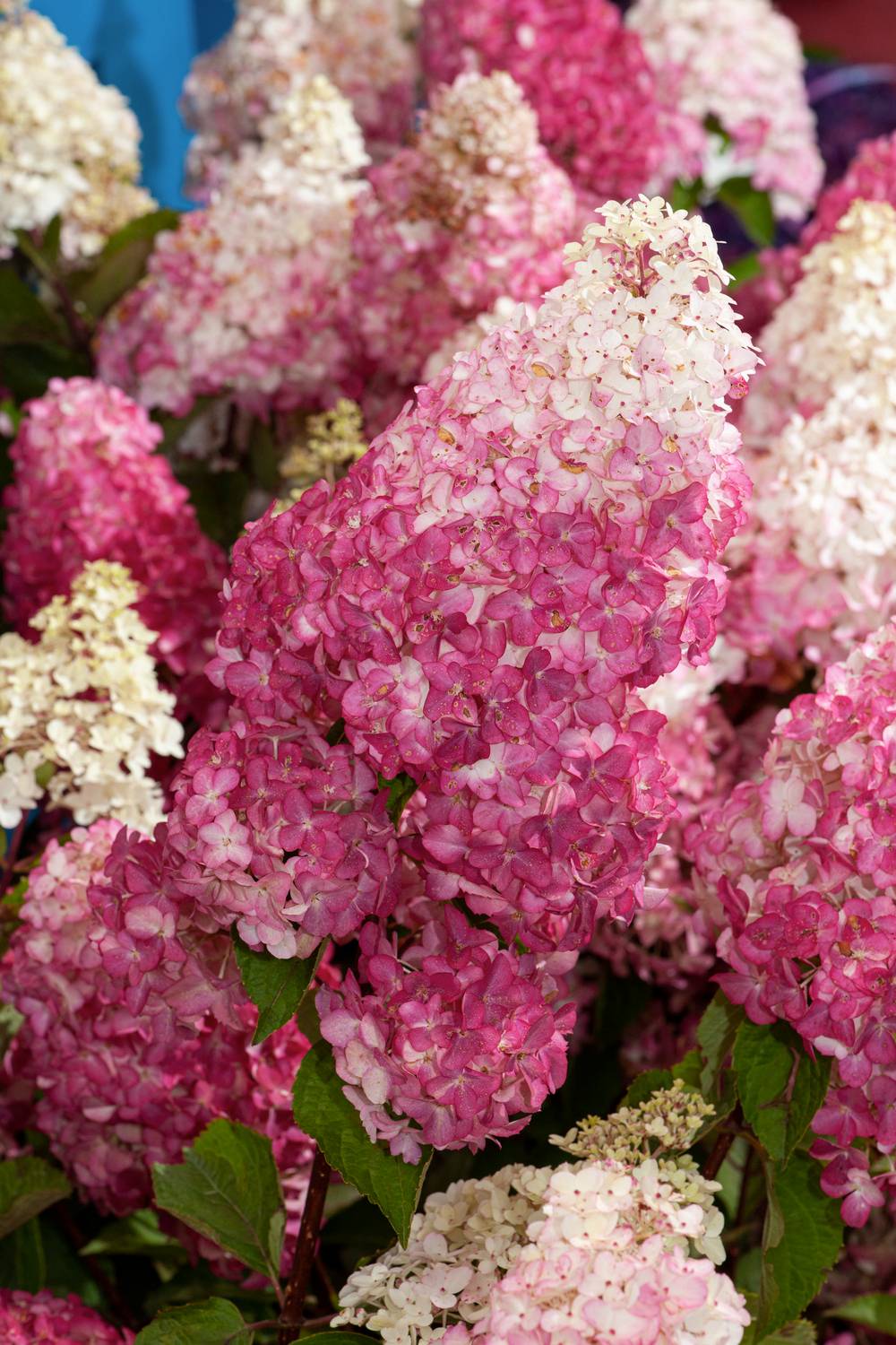 Hydrangea paniculata 'Fraise Melba'® - Hortensia paniculé