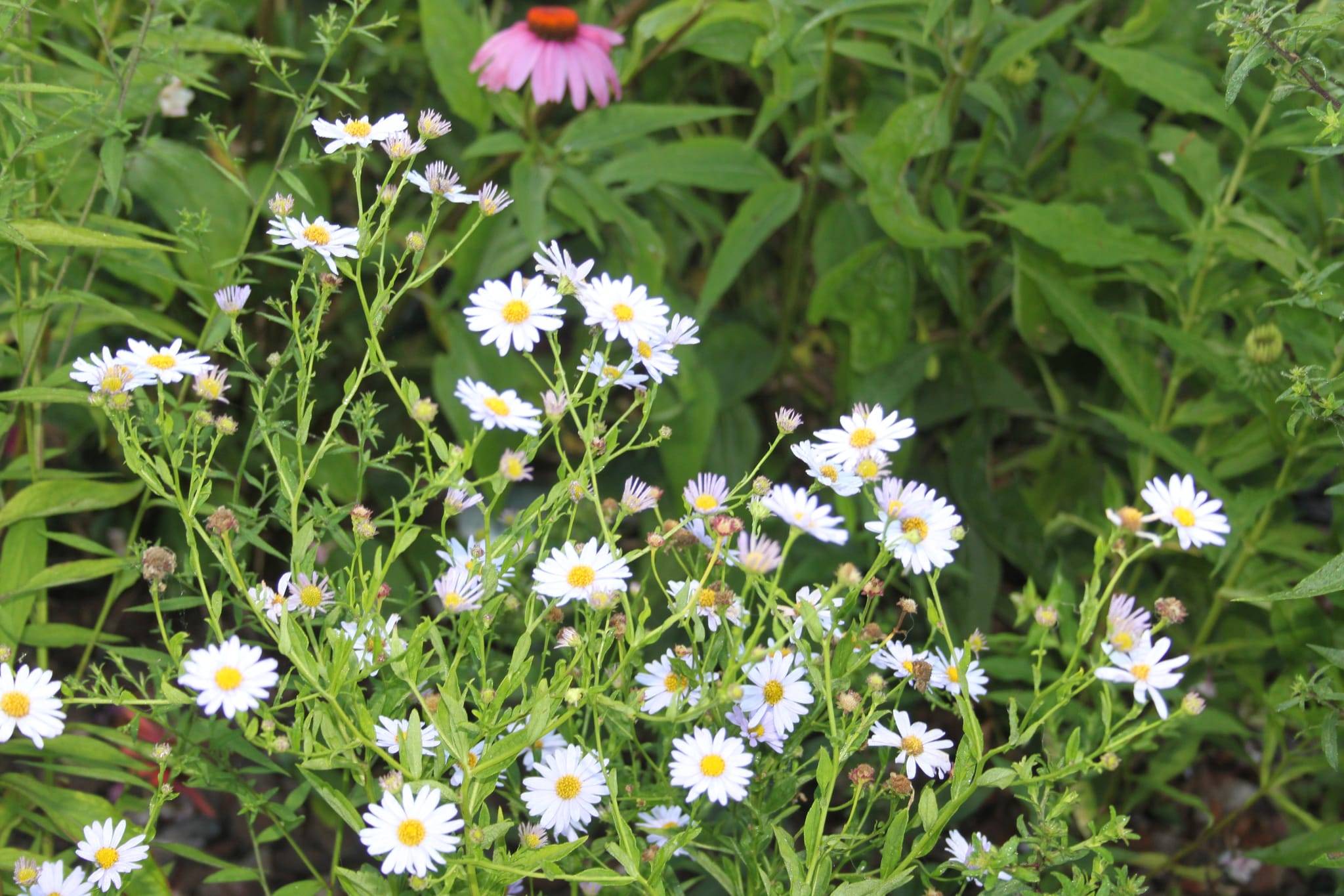 Kalimeris incisa 'Blue Star'