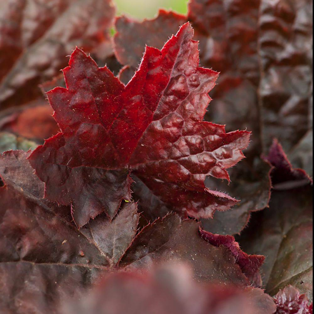 Heuchera 'Palace Purple' - Heuchère - Image 3