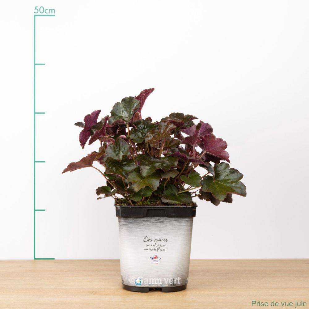 Heuchera 'Palace Purple' - Heuchère - Image 4