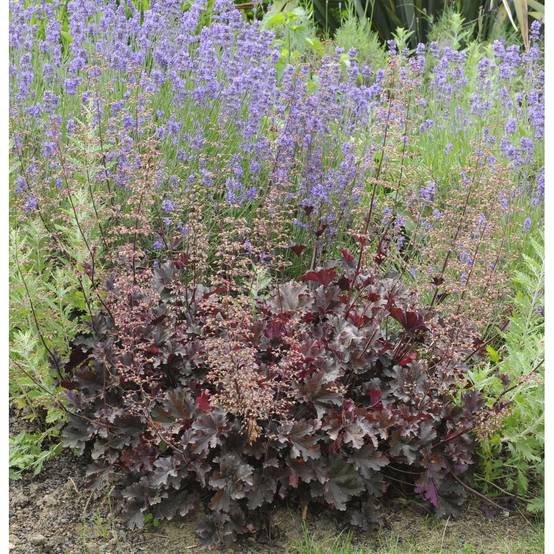 Heuchera 'Palace Purple' - Heuchère - Image 8