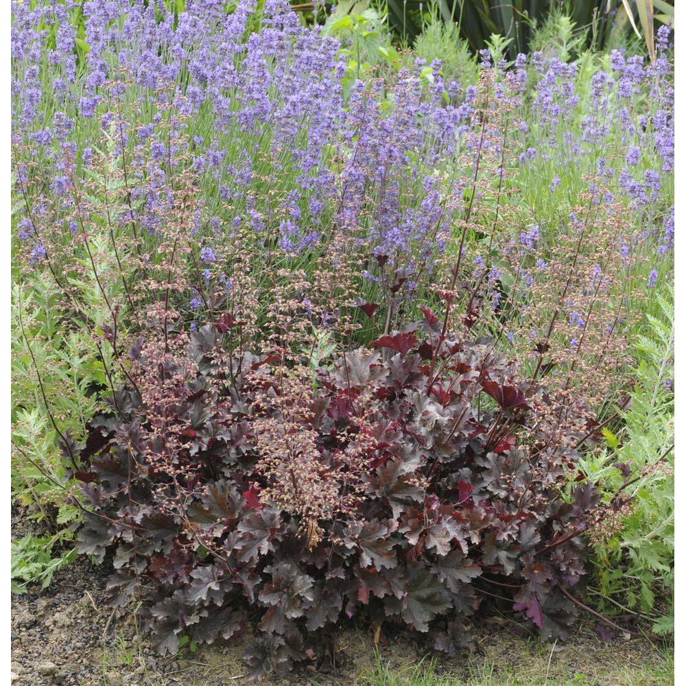 Heuchera 'Palace Purple' - Heuchère - Image 8