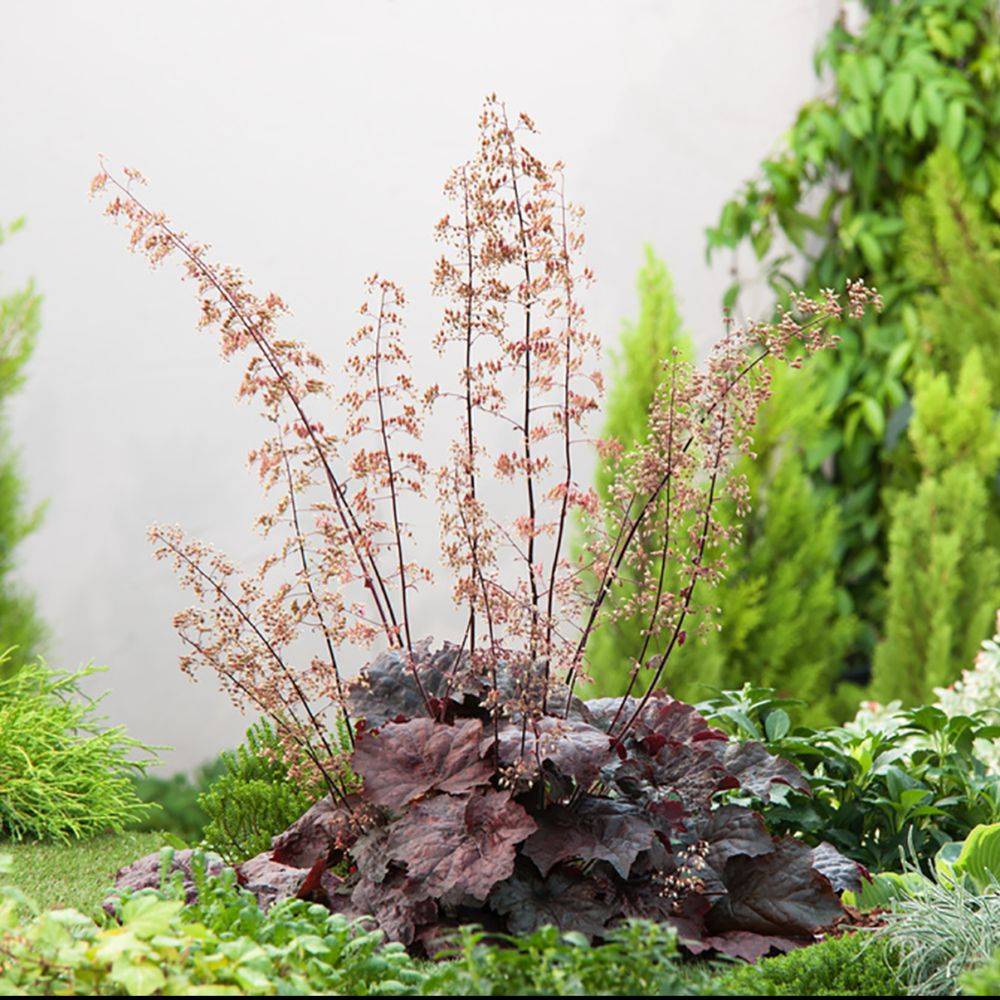 Heuchera 'Palace Purple' - Heuchère - Image 10