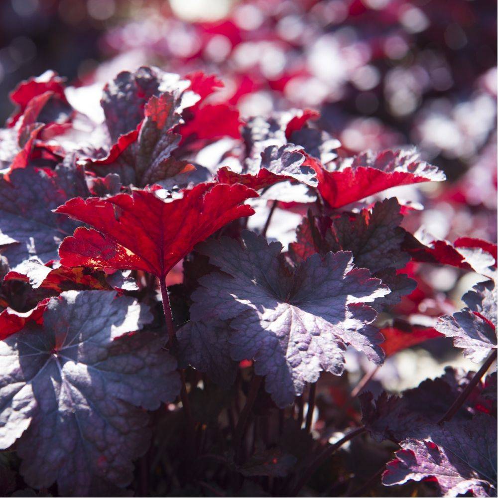 Heuchera 'Palace Purple' - Heuchère - Image 11