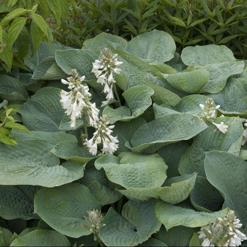 Hosta 'Blue Angel' - Image 4