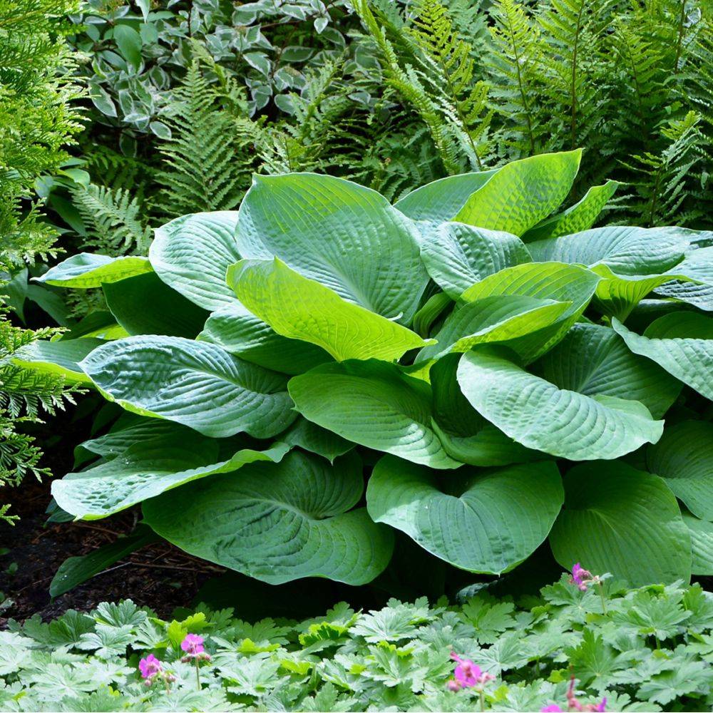 Hosta 'Blue Angel' - Image 7
