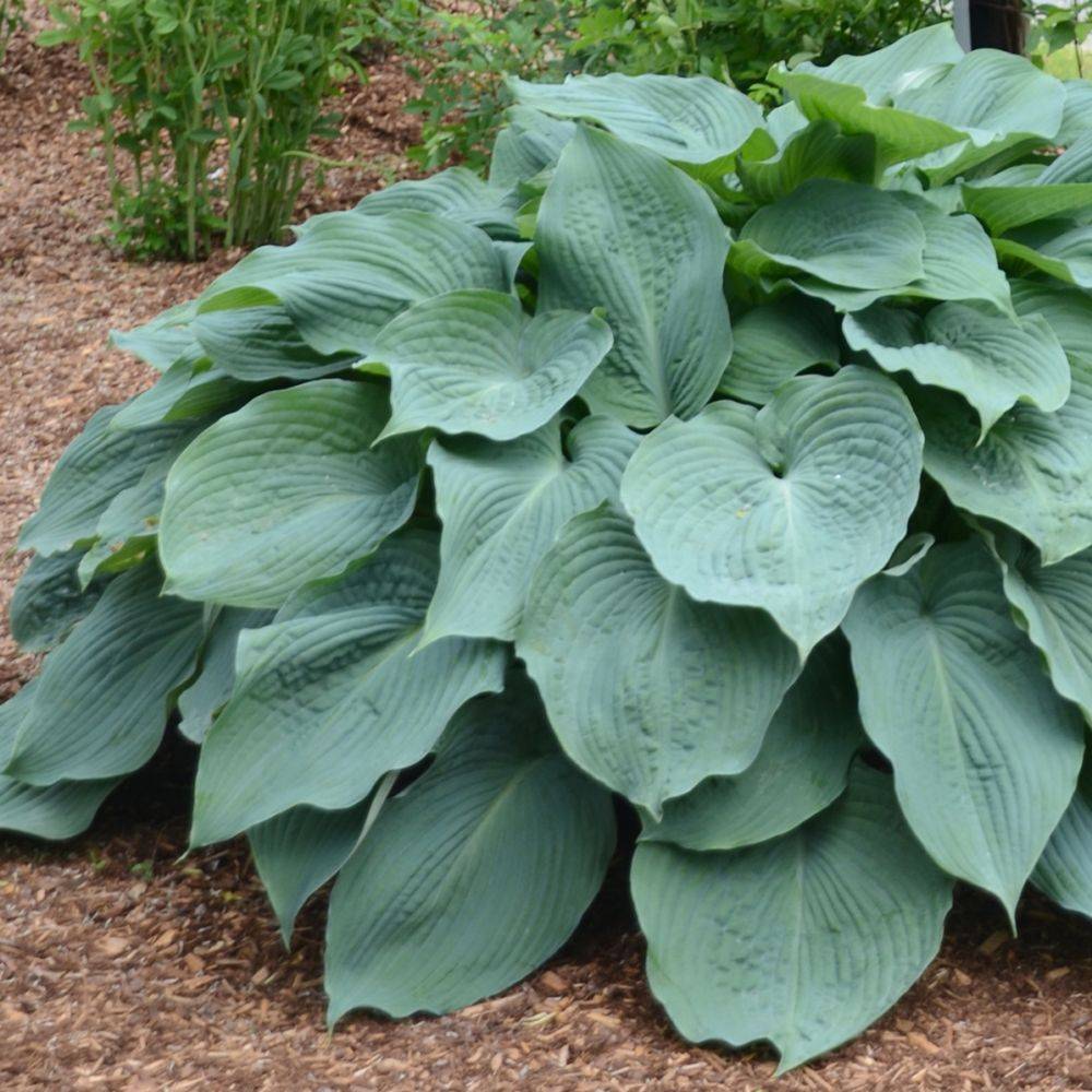 Hosta 'Blue Angel' - Image 5