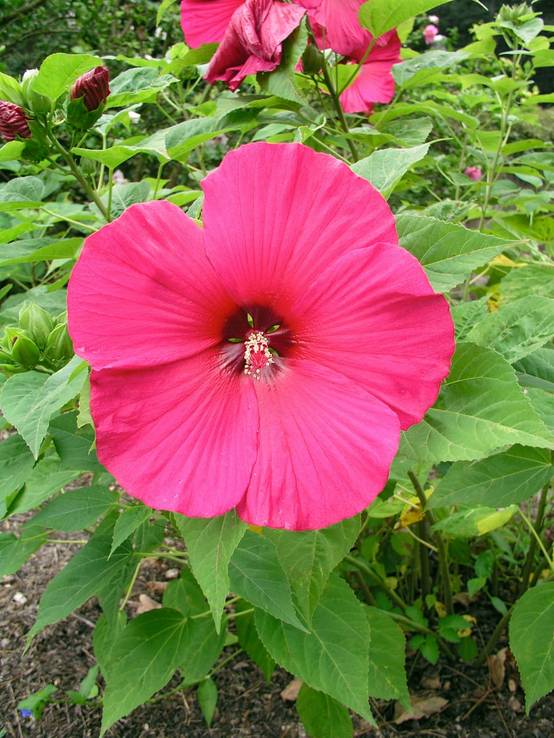 Hibiscus moscheutos assorti - Ketmie des marais