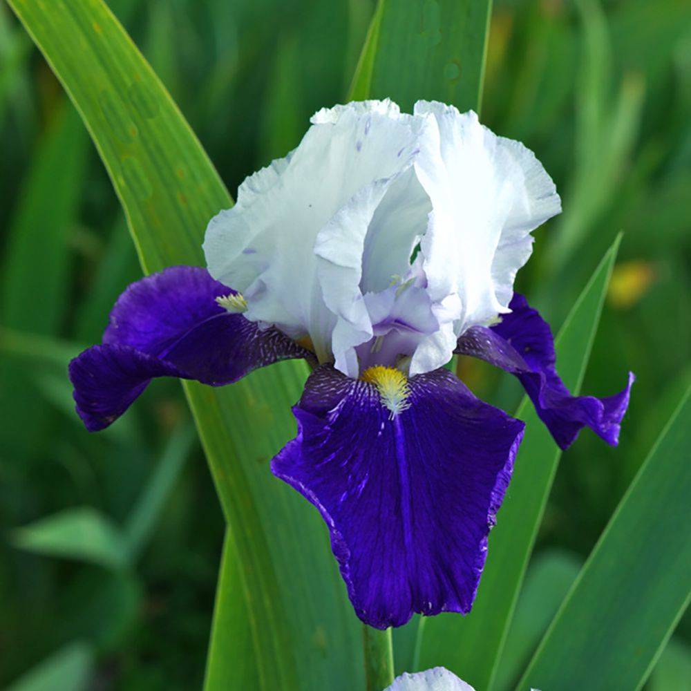 Iris germanica 'Night Edition' - Iris des jardins - Image 2