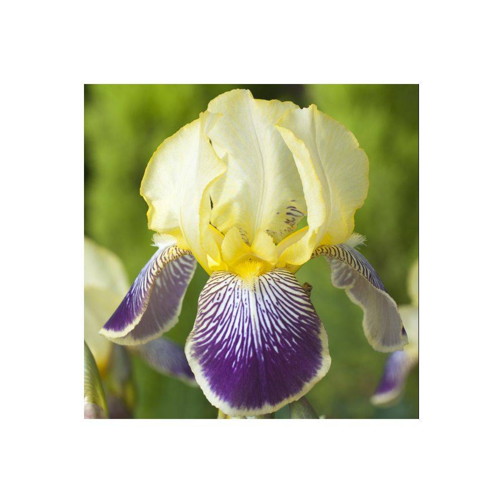 Iris germanica 'Stellata' - Iris des jardins