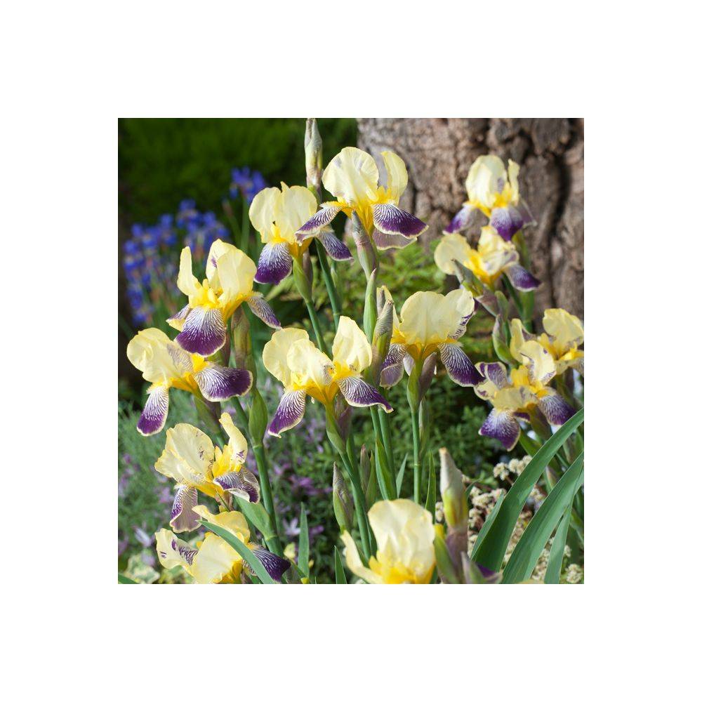 Iris germanica 'Stellata' - Iris des jardins - Image 2