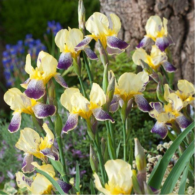 Iris germanica 'Stellata' - Iris des jardins - Image 3